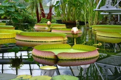 Неделя любования сакурой в Ботаническом саду | Фоторепортажи | Афиша  Иркутска на IRK.ru