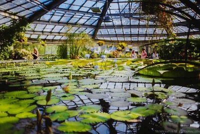 Ботанический сад Иркутска — официальный сайт, купить саженцы, цена билета,  режим работы, адрес, как доехать
