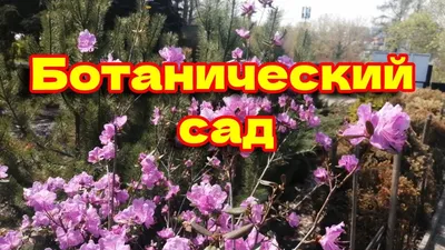 Пять самых необычных растений Иркутска: «Комсомолка» узнала, где найти  маньчжурский орех и сакуру | Новости Иркутска