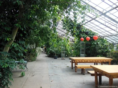 Оранжерея в Ботаническом саду (58 фото) - 58 фото