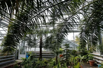 Ботанический сад в Калининграде перешел на летнее расписание - Новости  Калининграда - Новый Калининград.Ru
