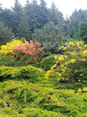 Осень пришла»: как цветёт Ботанический сад Калининграда в сентябре
