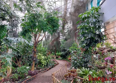 Ботанический сад кемерово фото фотографии