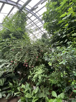 Ботанический сад, Санкт-Петербург - «✿Когда не покидает ощущение, что меня  кинули на деньги» | отзывы