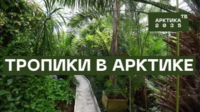Самый северный Ботанический сад в России, Снежная деревня | ПолПути | Дзен