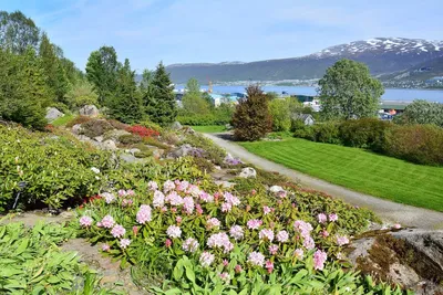 Арктическо-альпийский ботанический сад в Тромсё | Ландшафтный дизайн садов  и парков