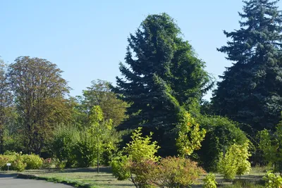 Осенняя сказка: как выглядит Криворожский ботанический сад осенью |  Інформатор Кривий Ріг