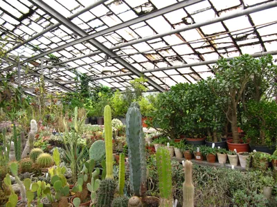 Криворожский ботанический сад (Украина, г. Кривой Рог) - «4 сезона в моем  любимом саду (много фото!)» | отзывы