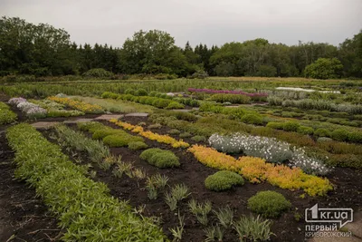 Криворожский ботанический сад (Украина, г. Кривой Рог) - «Цветущие азалии -  чудо природы!» | отзывы