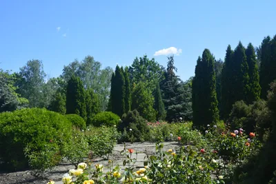 Отзыв о Ботанический сад (Украина, Кривой Рог) | Замечательное место для  отдыха, соприкосновения с природой в Кривом Роге.