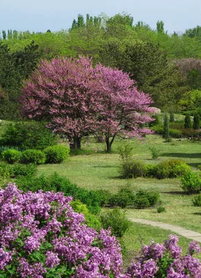 File:Криворізький ботанічний сад - Японский мотив.JPG - Wikipedia