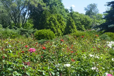 Городская среда: Криворожский ботанический сад - YouTube