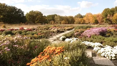 Ботанический сад Кривого Рога приглашает посетить Бал хризантем |  Інформатор Кривий Ріг