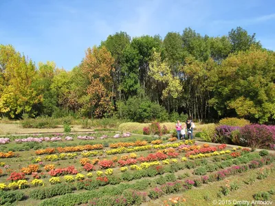 Бал хризантем в Криворожском ботаническом саду | Первый городской