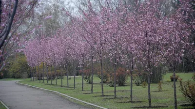 Посмотреть на цветущие сакуры можно в ботаническом саду Кривого Рога |  Інформатор Кривий Ріг