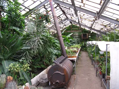 Коллекция растений Криворожского ботанического сада стала национальным  достоянием Украины | Городской сайт Днепра