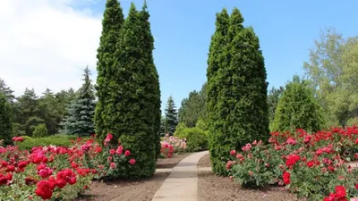 Фоторепортаж: в Криворожском ботаническом саду начался сезон цветения азалий