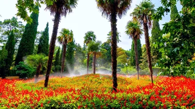 Никитский ботанический сад. Фото Никитского ботсада в Ялте, Крым