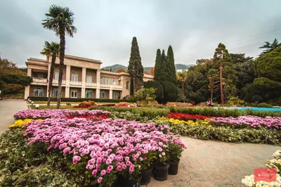 Никитский ботанический сад в Крыму представил рекордную коллекцию хризантем  - газета «Кафа» новости Феодосии и Крыма