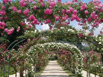 В Крыму Никитский ботанический сад будет принимать посетителей с 5 июня -  газета «Кафа» новости Феодосии и Крыма