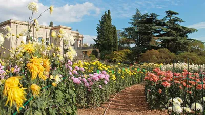 Бал хризантем в Крыму 2024 (Никитский ботанический сад): даты проведения,  фото, отзывы
