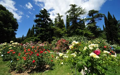 Никитский Ботанический сад в Крыму (57 фото) - 57 фото