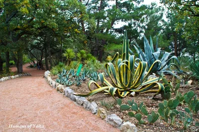 В гармонии с природой: В Крыму после реконструкции открылся уникальный  Японский сад - KP.RU