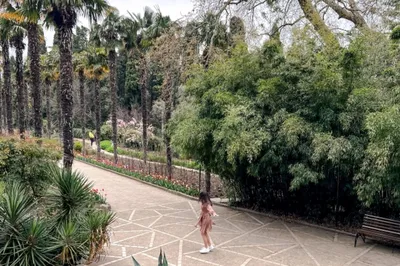 Пальмовая аллея (Никитский ботанический сад) — путеводитель по отдыху в  Крыму