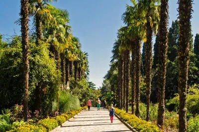 Экскурсия в Никитский ботанический сад - туроператор Точка Крым