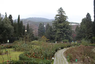 Никитский ботанический сад | Экскурсии по Крыму из Саки, Евпатория