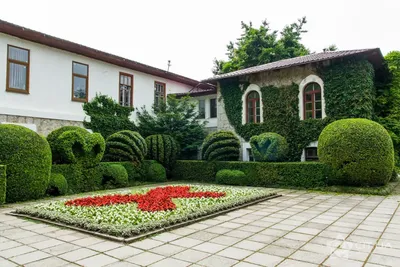 Никитский ботанический сад занялся озеленением Крыма | Общество | Крым9:  Последние новости Крыма
