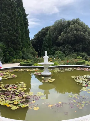 Крым, Никитский Ботанический Сад - «Растения невиданной красы (фото)» |  отзывы