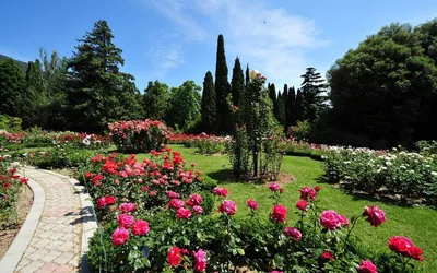 Крым💘 Никитский ботанический сад, тр…» — создано в Шедевруме