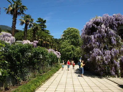 Никитский ботанический сад в Крыму - описание и фото