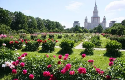 Ботанический сад МГУ — посетите, не пожалеете | Пикабу