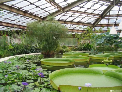Ботанический сад МГУ в Москве на Воробьевых горах - экскурсии 2024,  расписание, цена, официально на сайте