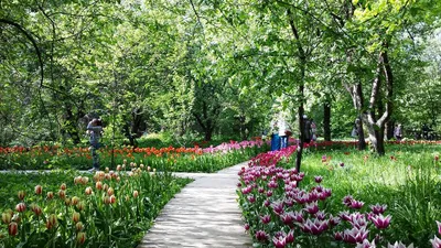 Сирень в ботаническом саду МГУ, Lilacs (Syringa) in the Bo… | Flickr