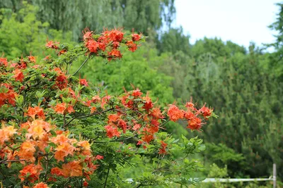 Файл:Рододендрон цветет, Ботанический сад Нижнего Новгорода.jpg — Википедия