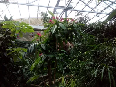 Оля Куренкова | Нижний Новгород | Интересные места on Instagram: \"Ботанический  сад ННГУ 🌿 Давно мечтала попасть в это место и вот наконец-то - спасибо  @tele2russia 👍🏻 Здесь есть большой открытый сад,