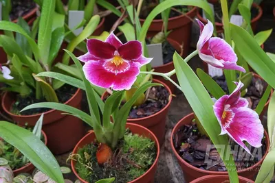 Нижегородка устроила в квартире настоящий ботанический сад (ФОТО) |  Нижегородская правда