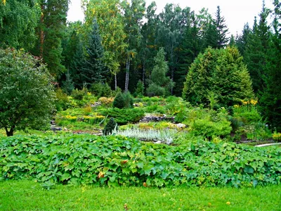 Ботанический сад новосибирск фото фотографии