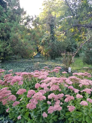 Файл:РНД-Ботанический сад.jpg — Википедия