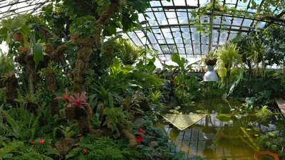 Культовые места города: ботанический сад ЮФУ — растительная «сокровищница»  Дона - 25 февраля 2018 - 161.ru