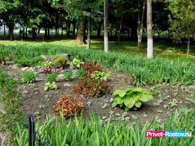 Ботанический сад не станет новой «ростовской Рублевкой» - KP.RU
