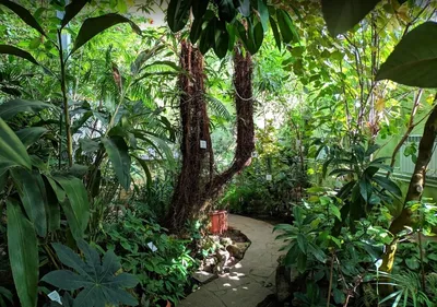 Ботанический сад в Самаре – режим работы, сайт, цена, фото, адрес, как  доехать, отзывы | Туристер.Ру