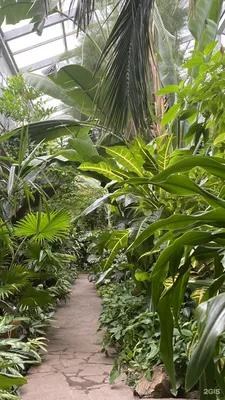 Ботанический сад в Самаре: адрес, режим работы, что посмотреть, самые  удивительные растения - KP.RU