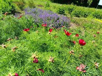 Сирингарий и сад камней: в Самаре планируют обновить Ботанический сад
