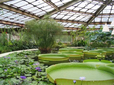 Ботанический сад Петра Великого - Питерский двор
