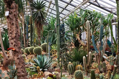 Ботанический сад санкт петербург фото фотографии