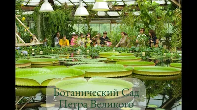 Ботанический Сад Петра Великого. Санкт-Петербург. Peter the Great Botanical  Garden. May 2021. - YouTube